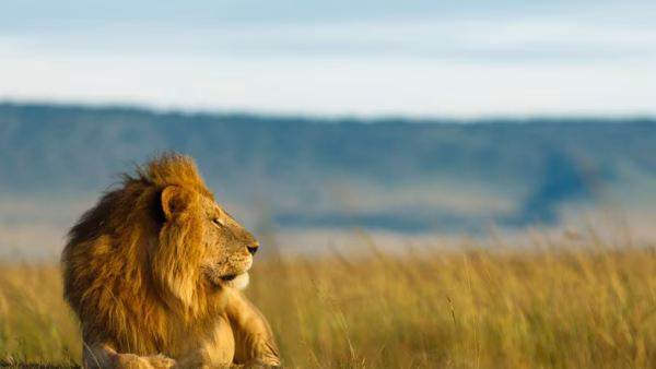 Lion-Serengeti-Tanzani-1900x1000