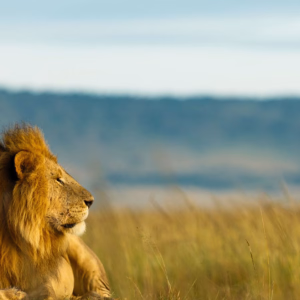 5 daagse Tanzania Safari – National Parks