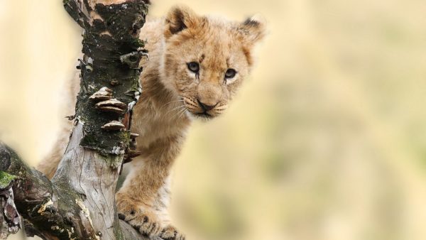 lion-565820_1920