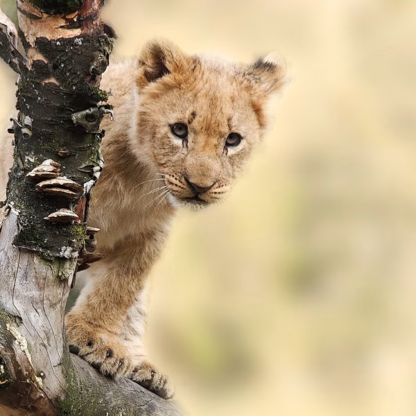 7 daagse Safari-vakantie Tanzania