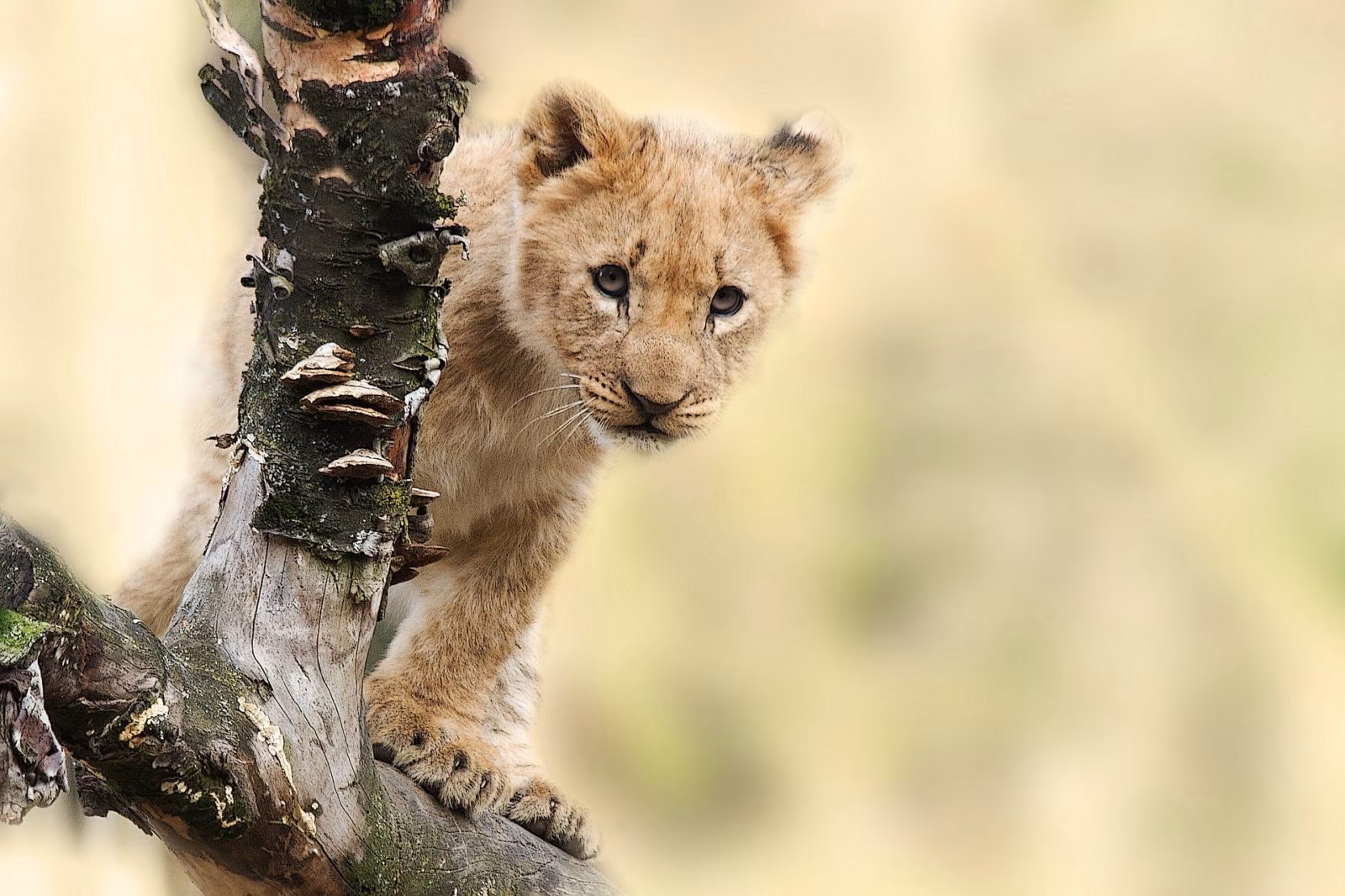 7 daagse Safari-vakantie Tanzania