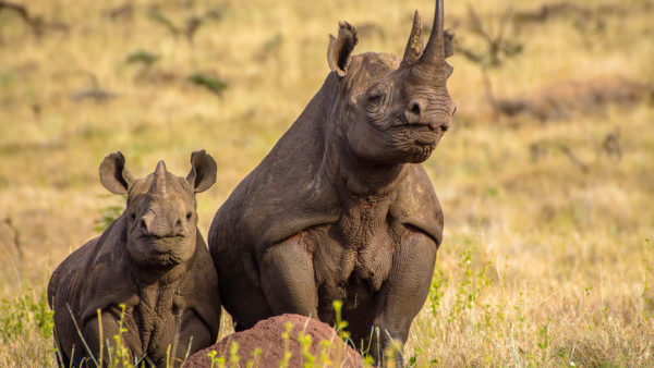 9 daagse Tanzania Safari – Grote Trek