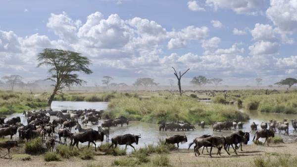 De grote trek water Tanzania